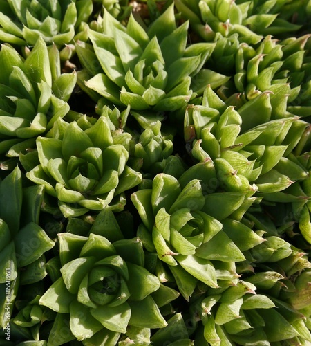 succulent plants in sunlight