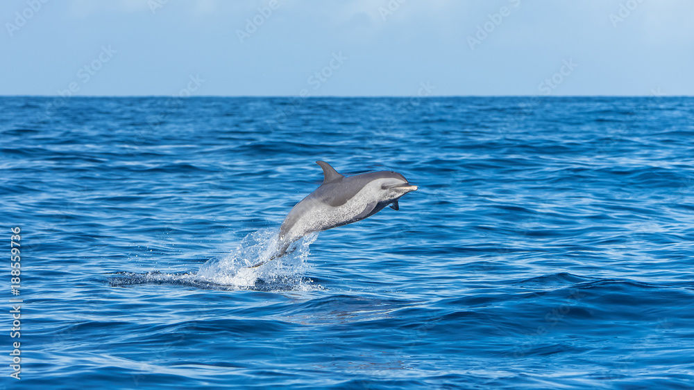 Obraz premium Pan tropikalny delfin plamisty, delfin skoki w błękitne morze
