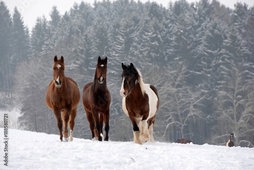 Fototapeta Naklejka Na Ścianę i Meble -  glorious thee, three beautiful horses in the snow