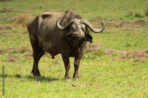 Buffalo  Masai Mara National Reserve  Kenya