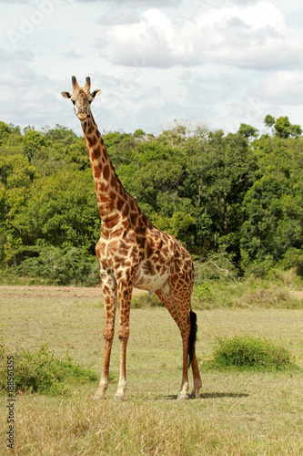 Giraffe  Maasai Mara National Park  Kenya