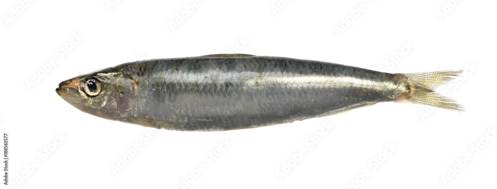 Fototapeta premium sardine on white background