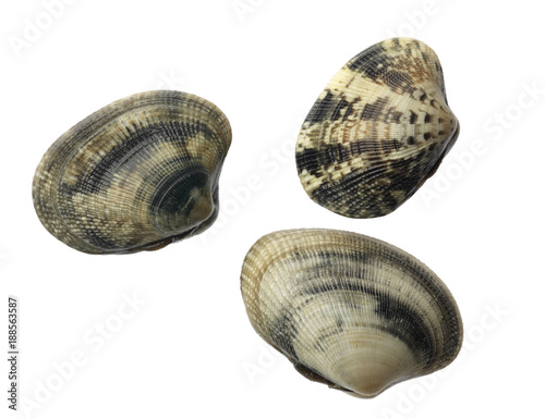 three closed fresh clams on white background.jpg
