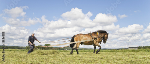 Man harvesting grass with horse plow
