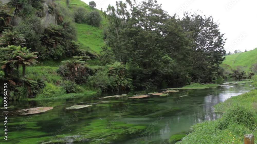 Blue Springs Waihou River, New Zealand Blue Springs Waihou River, New Zealand