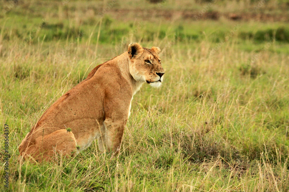 African Lion female, Masai Mara National Reserve, Kenya African Lion female, Masai Mara National Reserve, Kenya