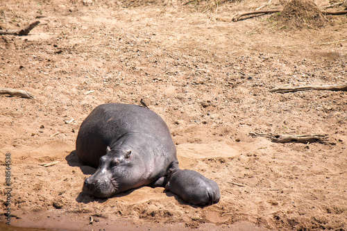 Bild auf Leinwand Mother and Baby East African Hippos - Scientific name: Hippopotamus amphibius ki