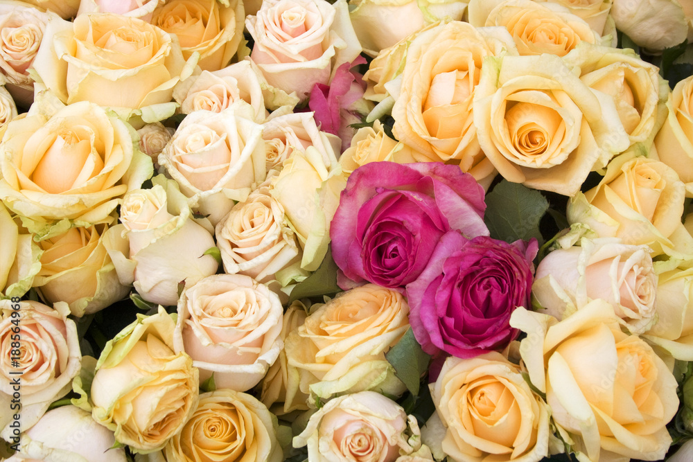 Floral background with roses, good for greeting card. Two bright pink roses between bunch of light pink and light yellow roses close up. Love concept. Valentina’s Day background.