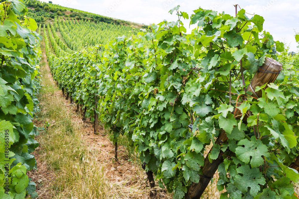 vineyard in region of Alsace Wine Route in summer vineyard in region of Alsace Wine Route in summer