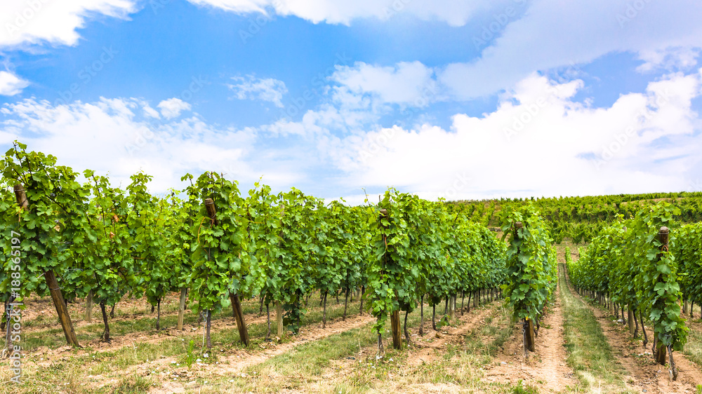 blue sky over vineyard in region of Alsace