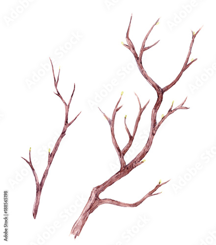 Watercolor tree branch composition