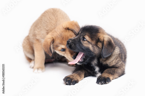 Puppies on white background