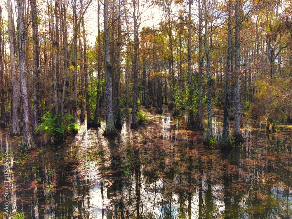 Fototapeta premium autumn cypress swamp landscape