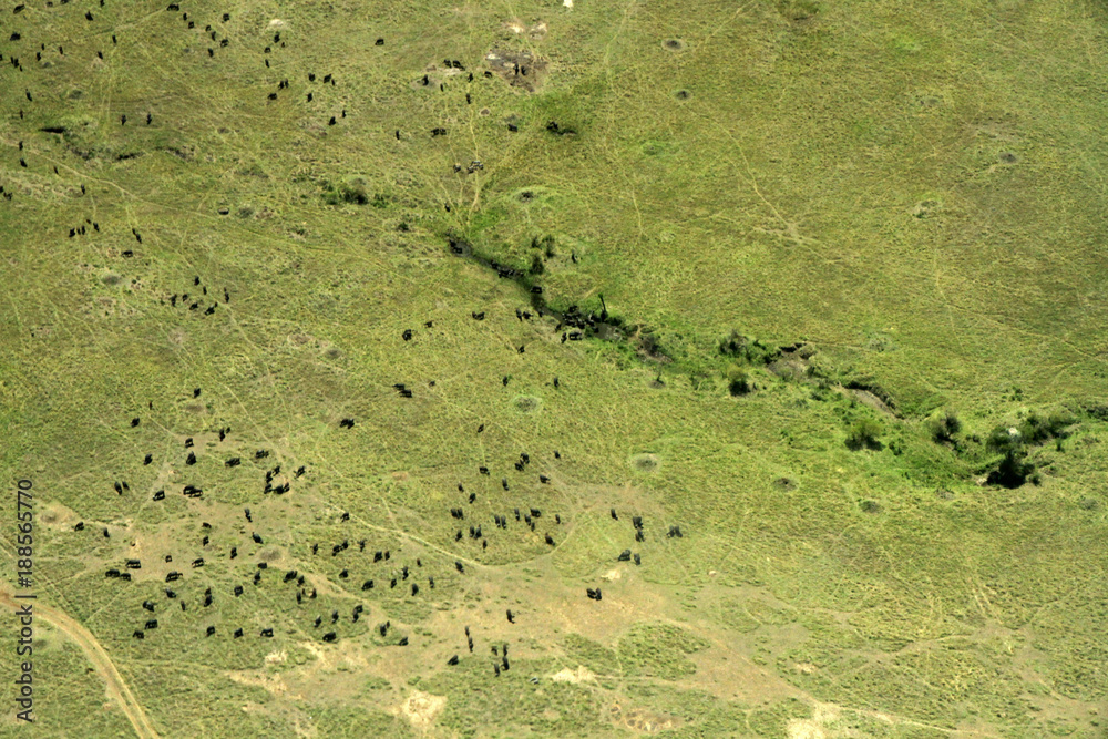Masai Mara National Park, Kenya, air photograph Masai Mara National Park, Kenya, air photograph