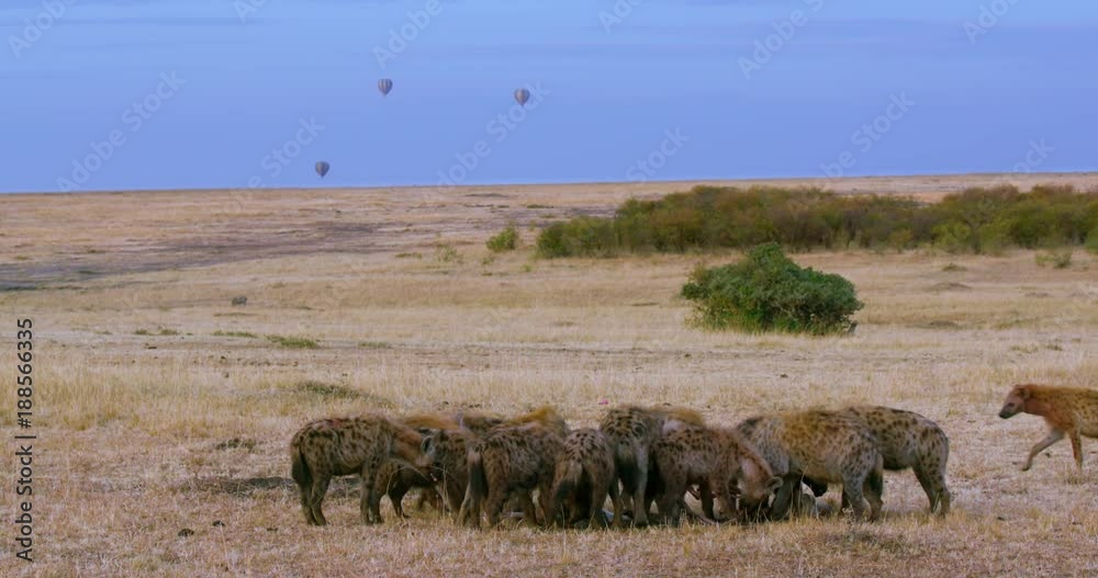 Spotted Hyenas With Kill; Maasai Mara 5th Sept 16; Maasai Mara, Kenya, Africa Spotted Hyenas With Kill; Maasai Mara 5th Sept 16; Maasai Mara, Kenya, Africa
