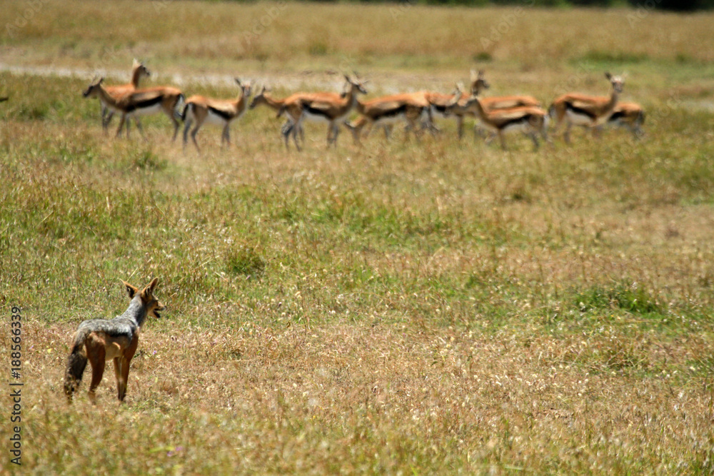 Obraz premium Black-backed jackal, Mugie Sanctuary, Kenya