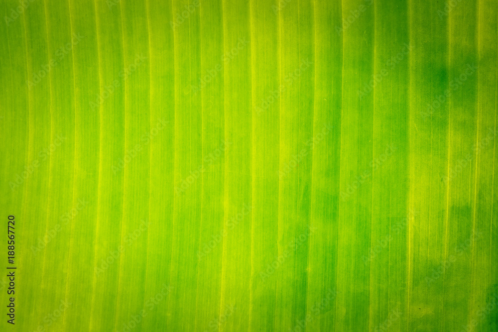 Texture background of backlight fresh green Leaf. Texture background of backlight fresh green Leaf.