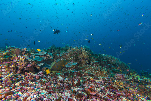 Underwater of Coral reef and fish