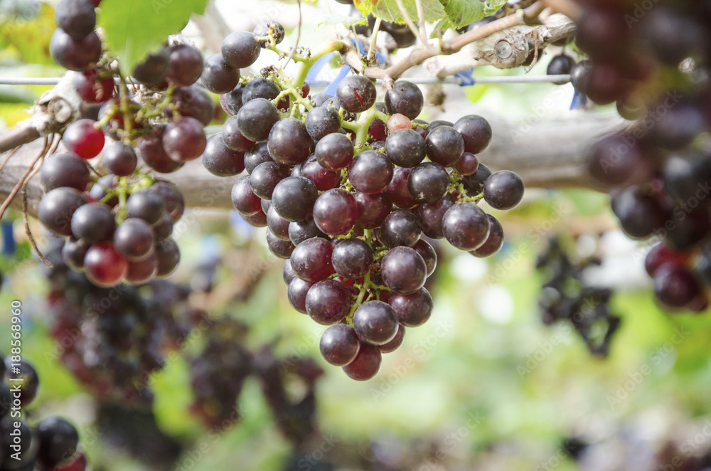 Grapes in the vineyard Grapes in the vineyard