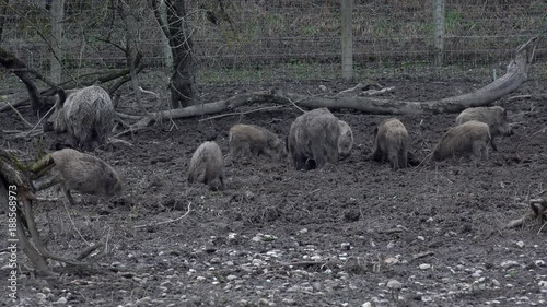 Wildschwein Familie