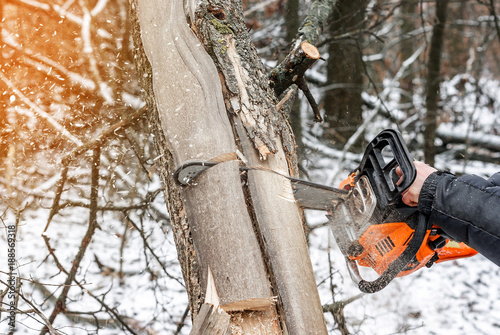 Wallpaper Mural Manual chainsaw. Man hands, saws a tree in the woods in winter at sunset Torontodigital.ca