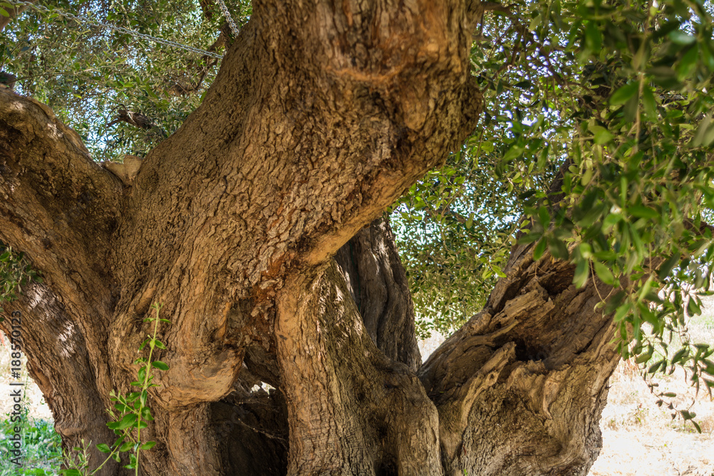 trunk of a large secular olive tree in Italy, Marche.
