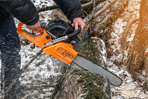 Manual chainsaw. Man hands, saws a tree in the woods in winter at sunset