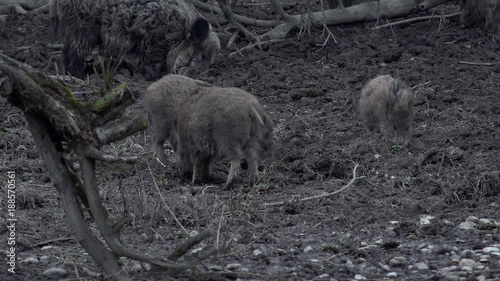 Wildschweine wühlen