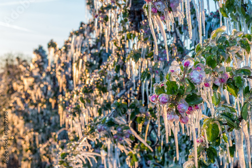 Layer of protective ice covering fruit trees