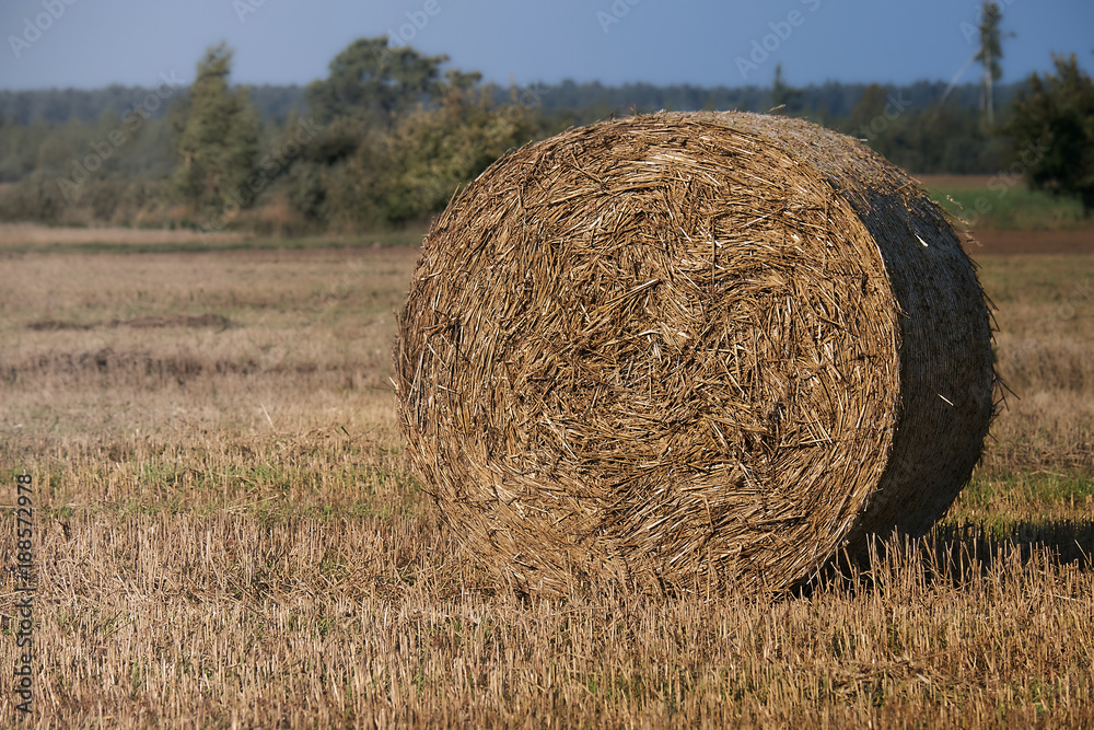 Hay bale. Agriculture field with blue sky. Rural nature in the farm land. Straw on the meadow. Wheat yellow golden harvest in summer. Countryside natural landscape. Grain crop, harvesting. Hay bale. Agriculture field with blue sky. Rural nature in the farm land. Straw on the meadow. Wheat yellow golden harvest in summer. Countryside natural landscape. Grain crop, harvesting.
