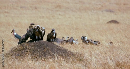 Ruppell'S Griffon Vultures On Hill; Maasai Mara 11 Sept 2016; Maasai Mara, Kenya, Africa photo
