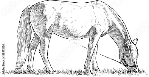 horse grazing in a meadow