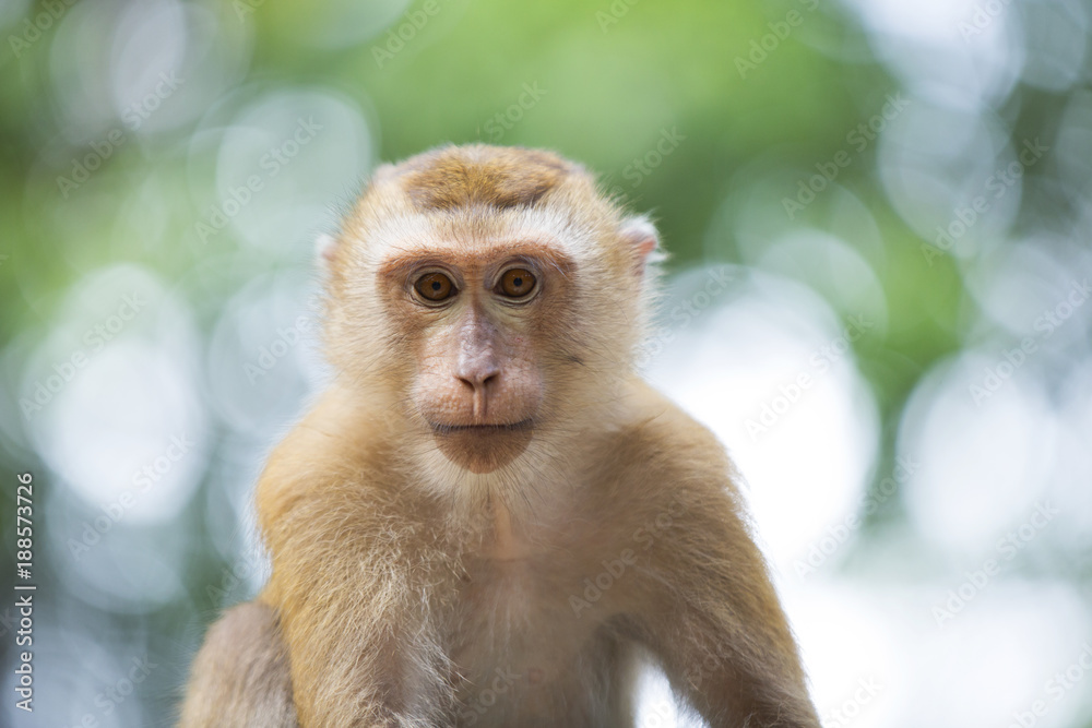 Monkeys of Monkey Hill Thailand 2 Monkeys of Monkey Hill Thailand 2