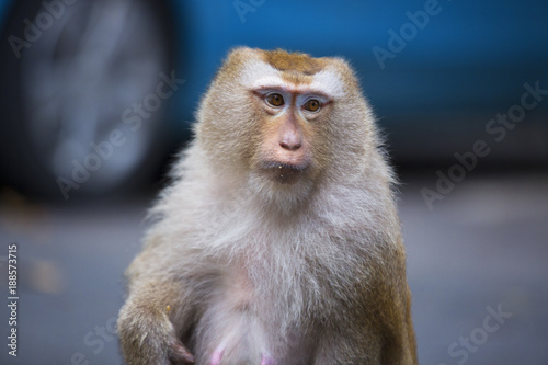 Monkeys of Monkey Hill Thailand 2  © sion