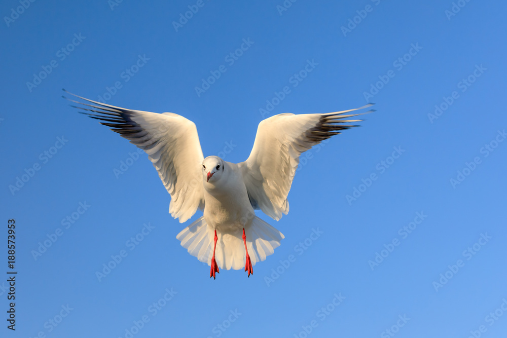 Fototapeta premium closeup of a flying seagull (laridae)