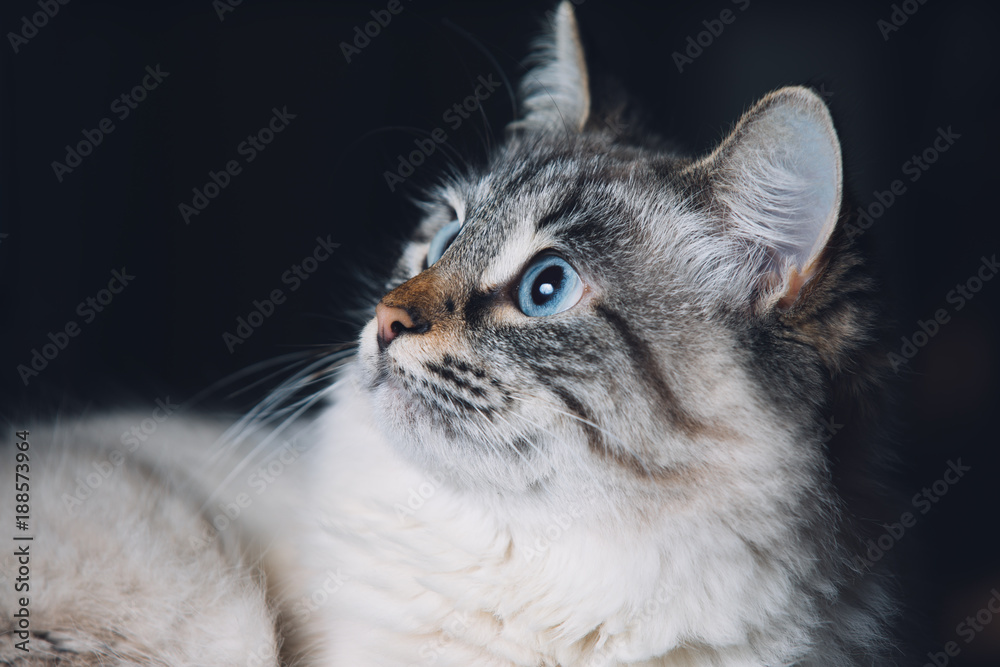 Blue eyes cat portrait, curious looking