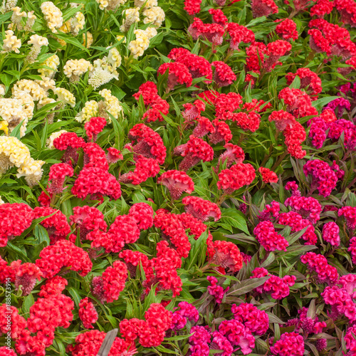 Cockscomb flower red  white and purple for background