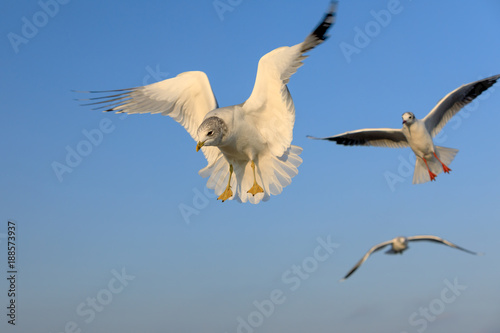 closeup of a flying seagull  laridae 