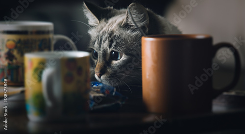 Photo Cat sneaks up on a kitchen table