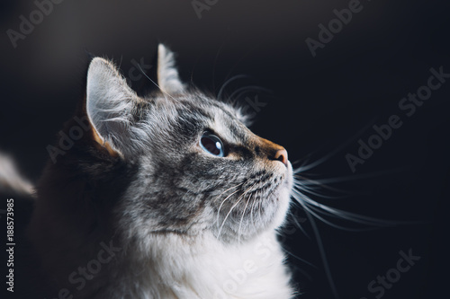 Blue eyes cat portrait, curious looking
