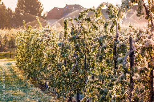 Layer of protective ice covering fruit trees