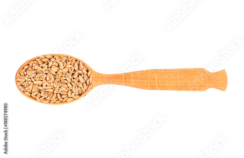 Wheat grain in spoon