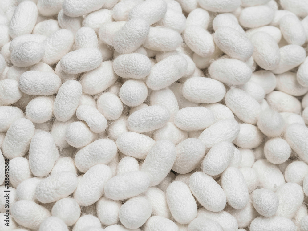 The Cocoon white background The Cocoon white background