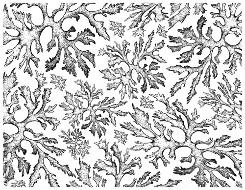 Hand Drawn of Carola Seaweed on White Background