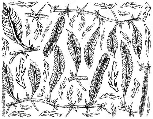 Hand Drawn of Caulerpa Taxifoli Seaweed on White Background photo