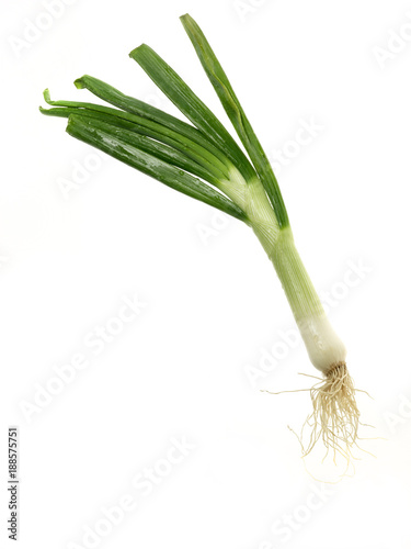 spring onion on white background