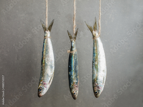 3 sardines hanging on a thread against gray background
