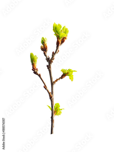 Early spring. Awakening of a new life. Branch of small young oak isolated on the white background. Oak is a tree of the beech family, Fagaceae. Buds. Budding leaves
