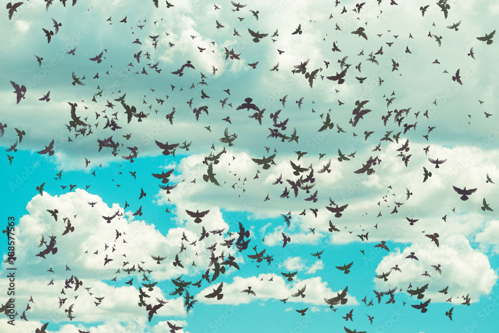 Fototapeta metafizyczne pochmurne turkusowe niebo z białymi miękkimi chmurami i wieloma ptakami