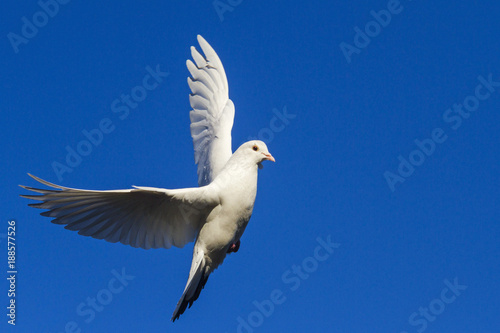 white dove flying in the blue sky having opened wings